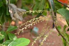 Elaeocarpus sphaericus